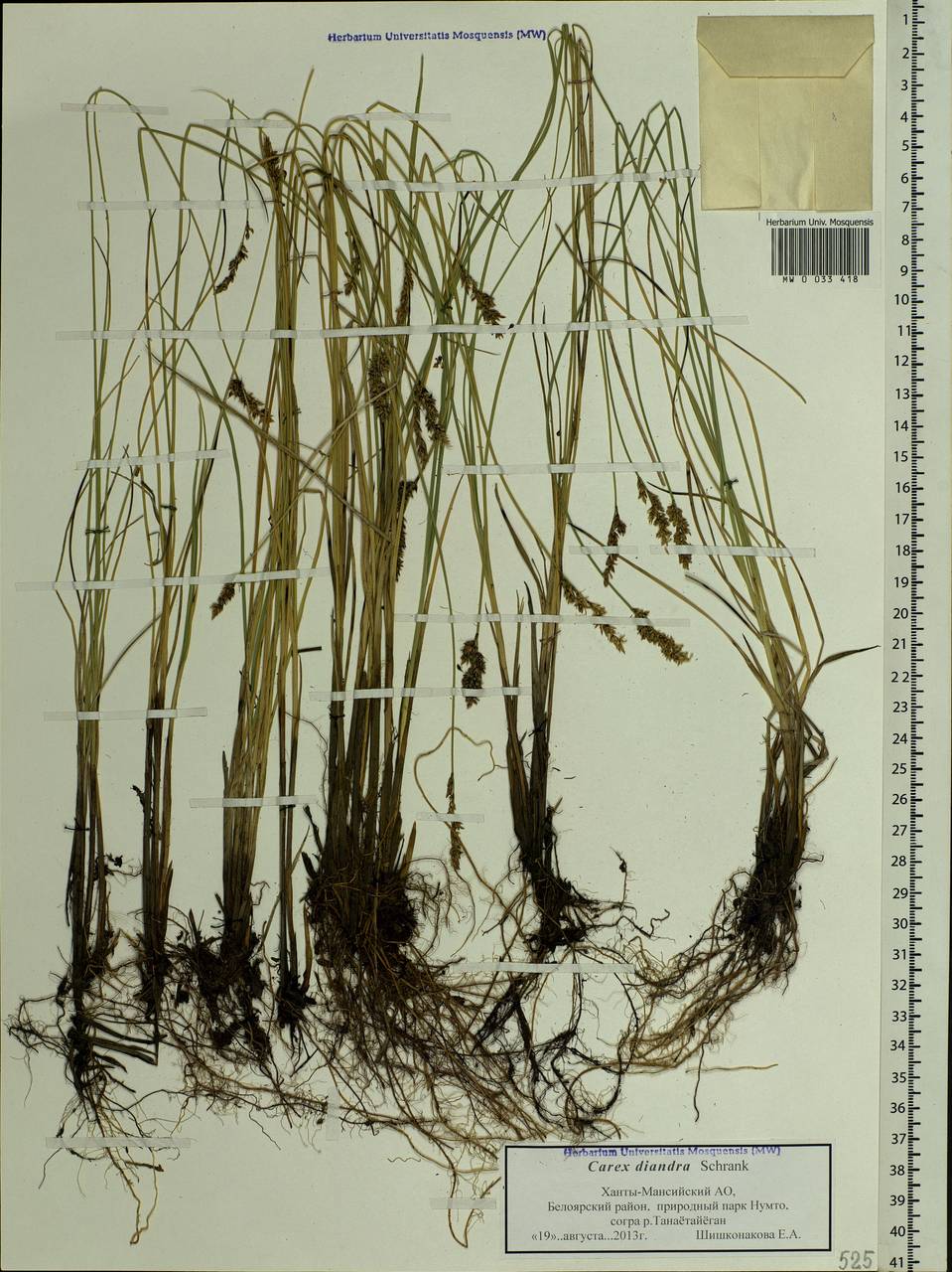 Carex diandra Schrank, Siberia, Western Siberia (S1) (Russia)