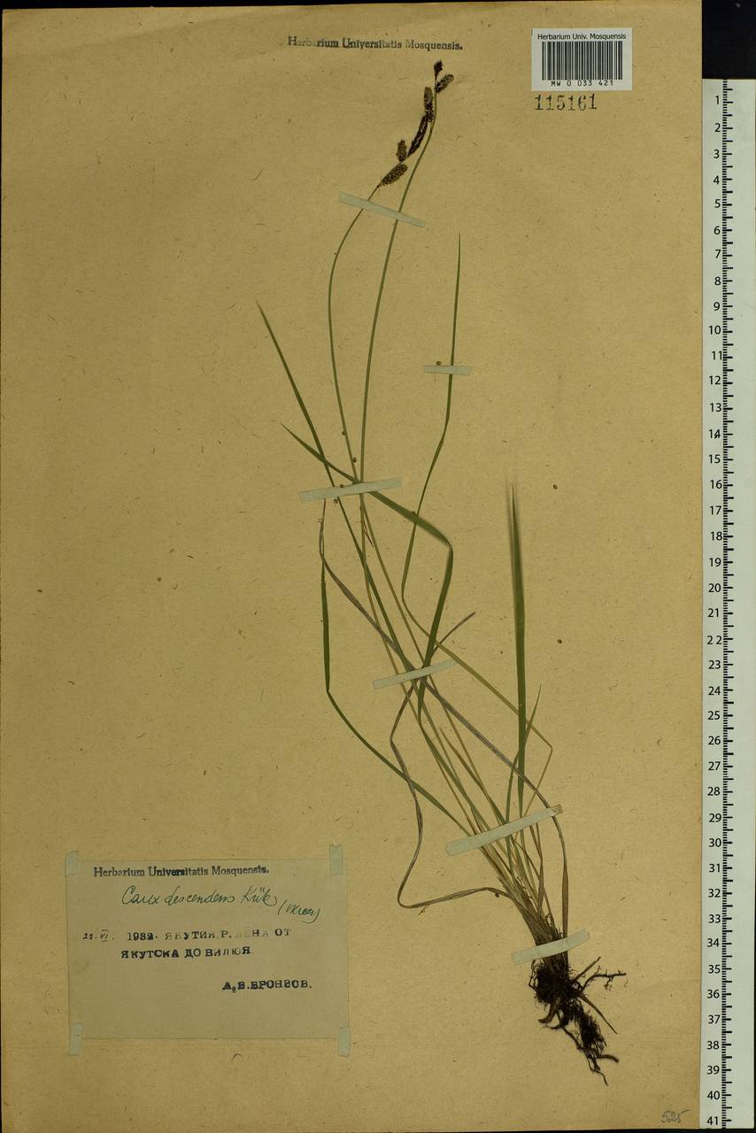 Carex × descendens Kük., Siberia, Yakutia (S5) (Russia)
