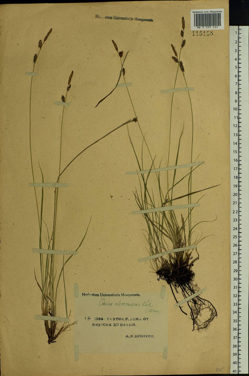 Carex × descendens Kük., Siberia, Yakutia (S5) (Russia)