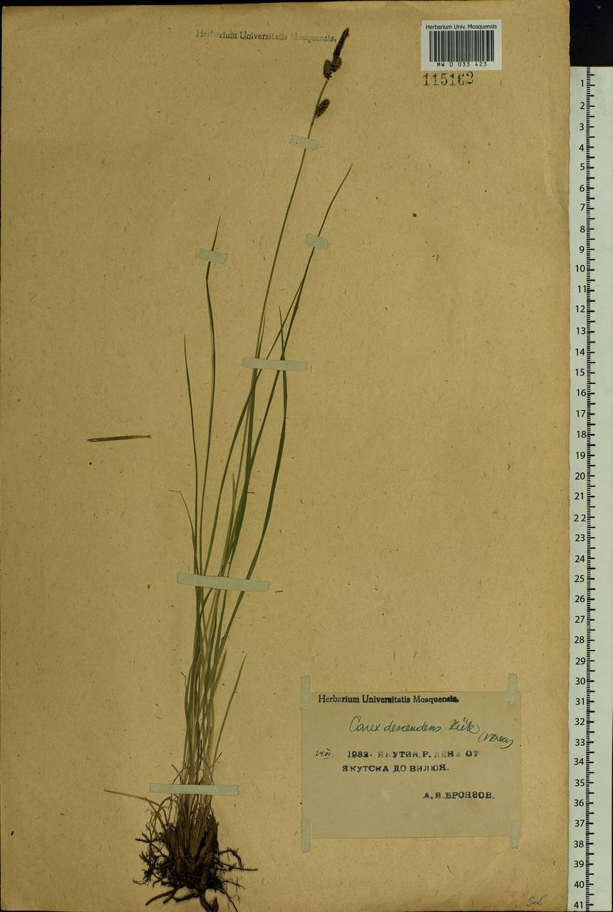 Carex × descendens Kük., Siberia, Yakutia (S5) (Russia)