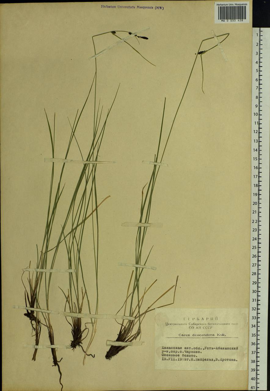 Carex descendens Kük., Siberia, Altai & Sayany Mountains (S2) (Russia)