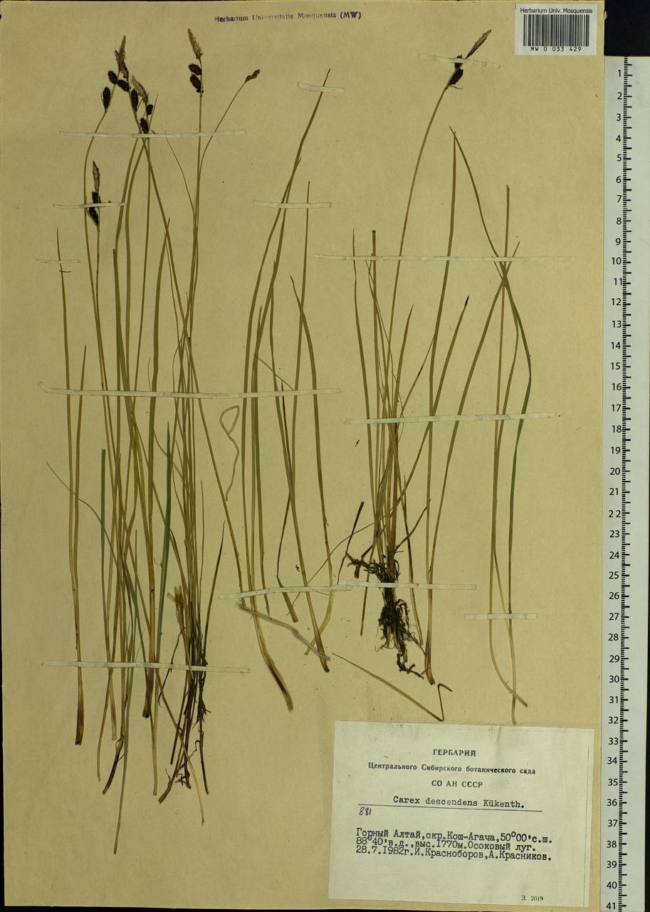 Carex × descendens Kük., Siberia, Altai & Sayany Mountains (S2) (Russia)