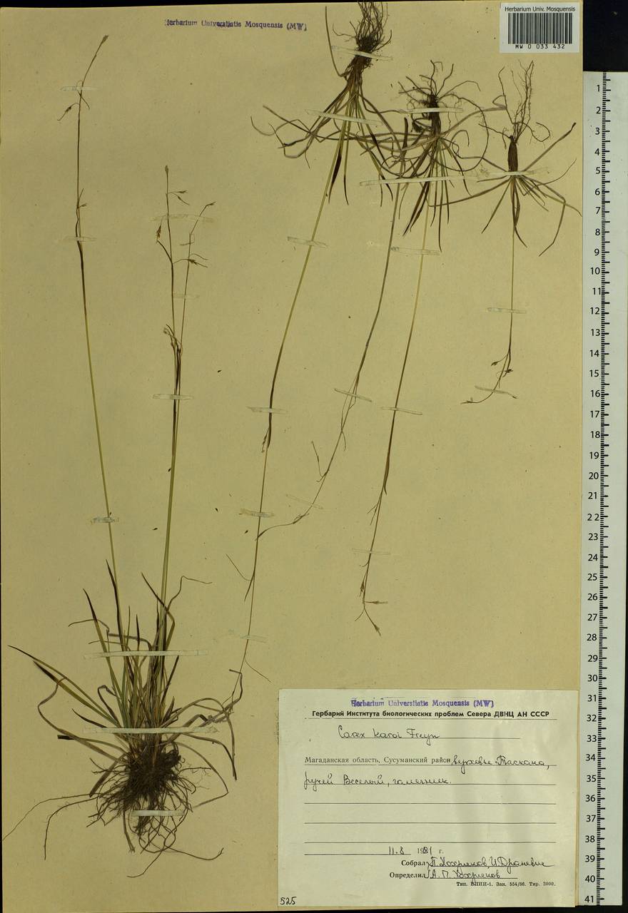 Carex delicata C.B.Clarke, Siberia, Chukotka & Kamchatka (S7) (Russia)