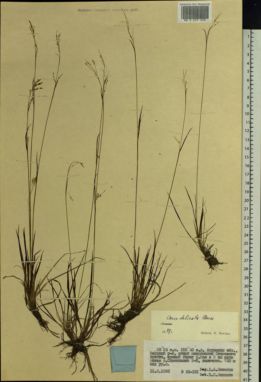 Carex delicata C.B.Clarke, Siberia, Russian Far East (S6) (Russia)