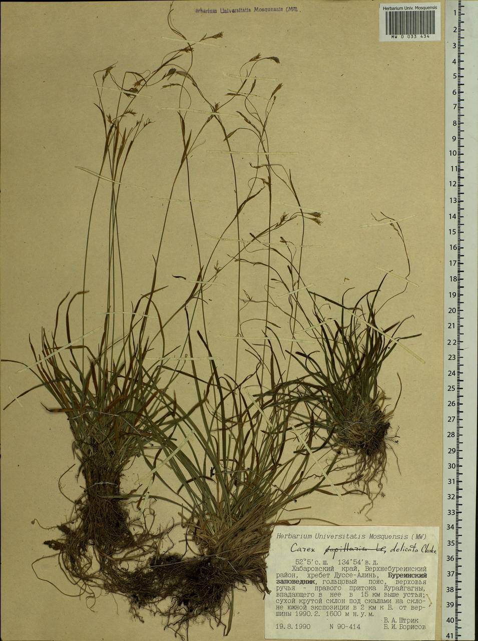 Carex delicata C.B.Clarke, Siberia, Russian Far East (S6) (Russia)