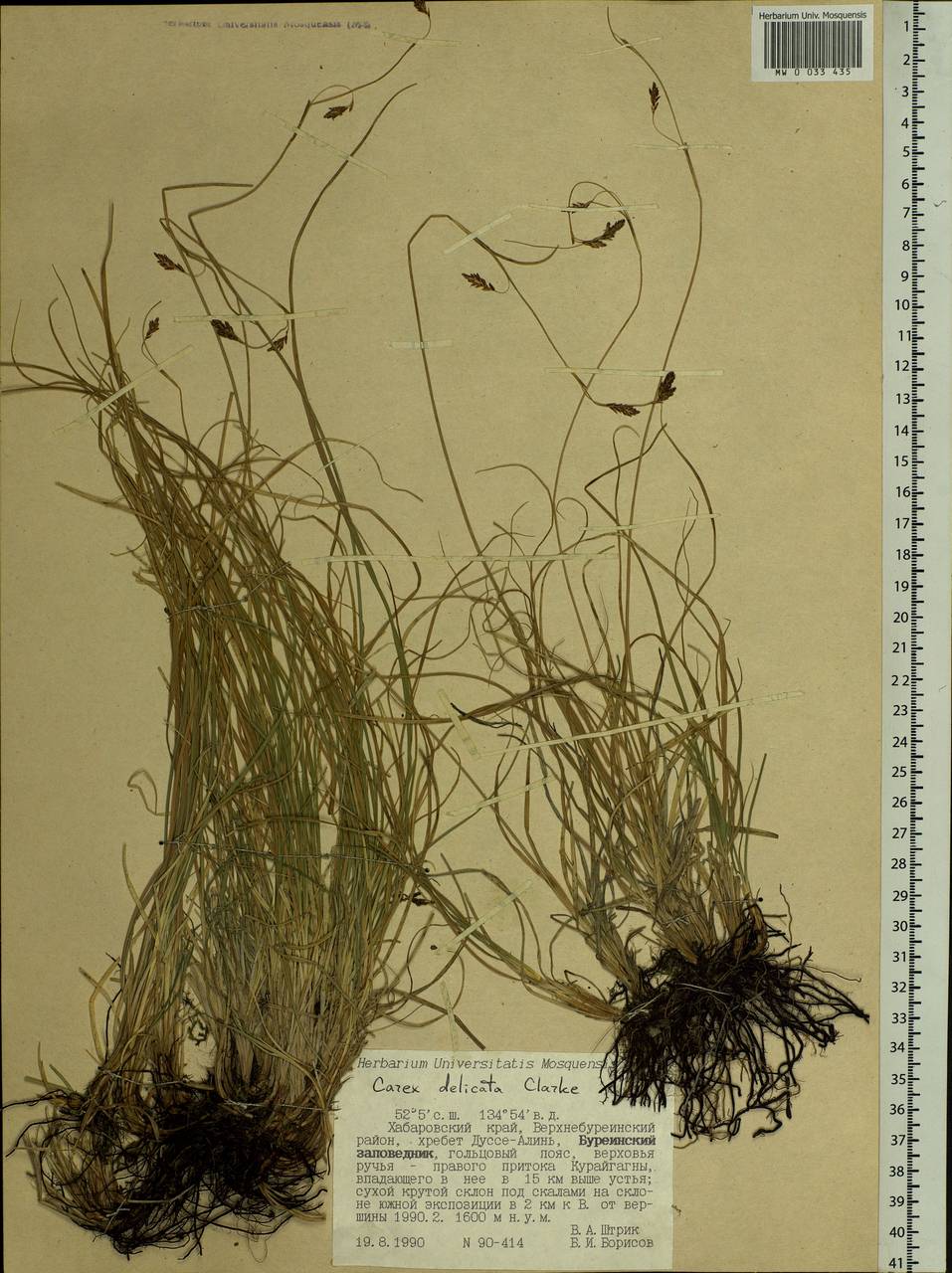 Carex delicata C.B.Clarke, Siberia, Russian Far East (S6) (Russia)