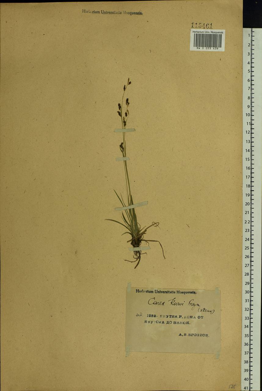 Carex delicata C.B.Clarke, Siberia, Yakutia (S5) (Russia)