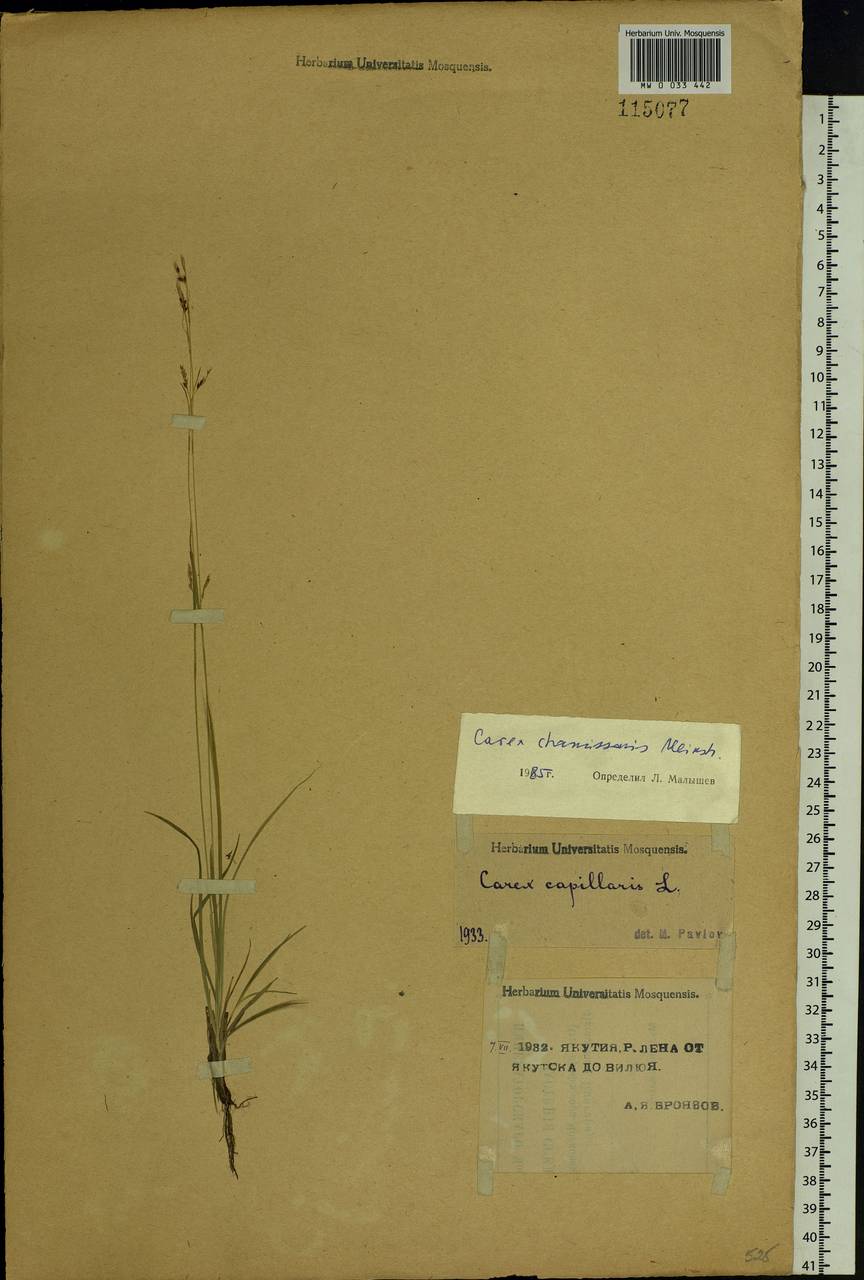 Carex delicata C.B.Clarke, Siberia, Yakutia (S5) (Russia)