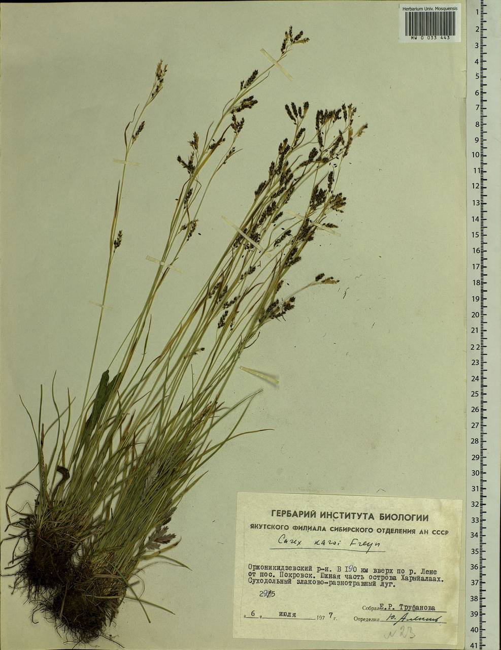 Carex delicata C.B.Clarke, Siberia, Yakutia (S5) (Russia)