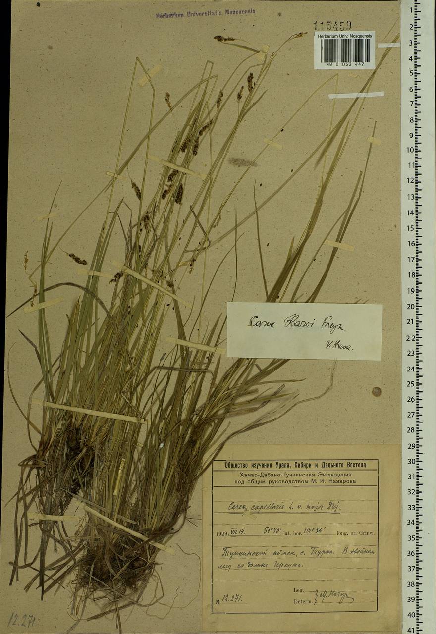 Carex delicata C.B.Clarke, Siberia, Baikal & Transbaikal region (S4) (Russia)