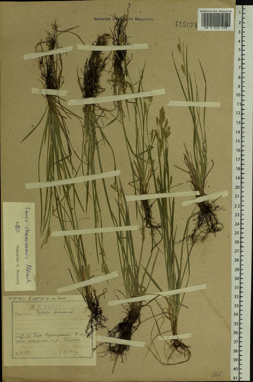 Carex delicata C.B.Clarke, Siberia, Baikal & Transbaikal region (S4) (Russia)