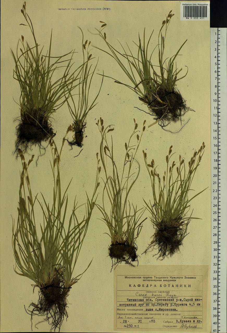 Carex delicata C.B.Clarke, Siberia, Baikal & Transbaikal region (S4) (Russia)