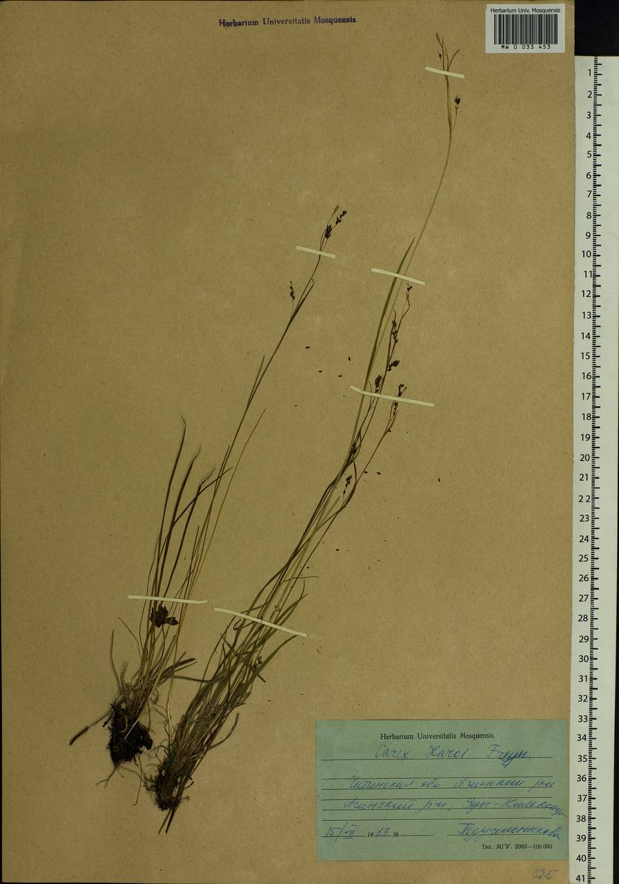 Carex delicata C.B.Clarke, Siberia, Baikal & Transbaikal region (S4) (Russia)