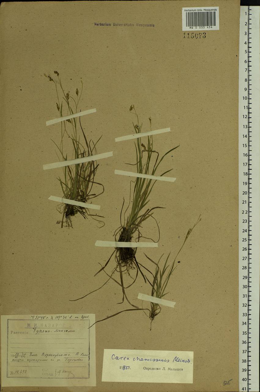 Carex delicata C.B.Clarke, Siberia, Baikal & Transbaikal region (S4) (Russia)