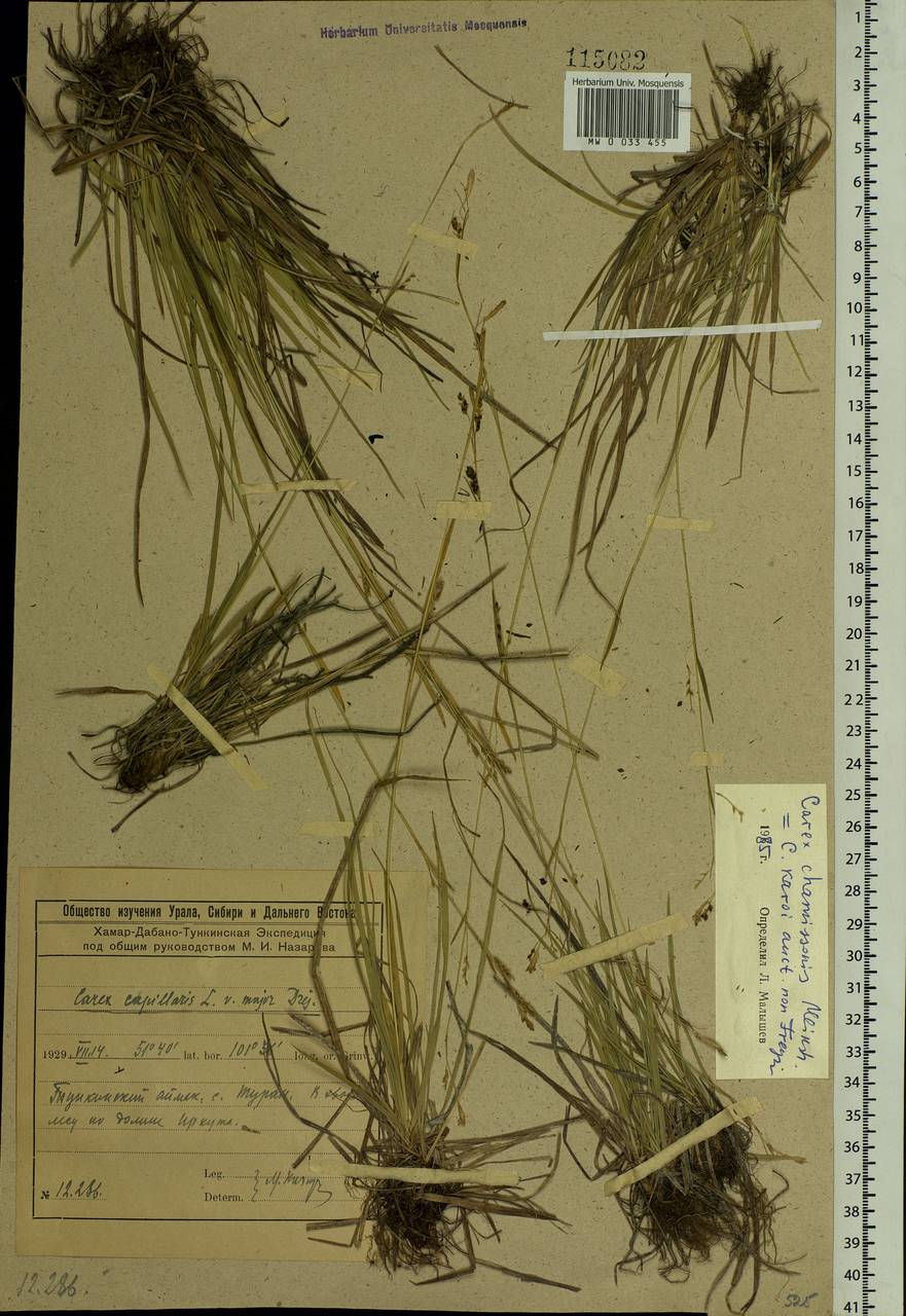 Carex delicata C.B.Clarke, Siberia, Baikal & Transbaikal region (S4) (Russia)