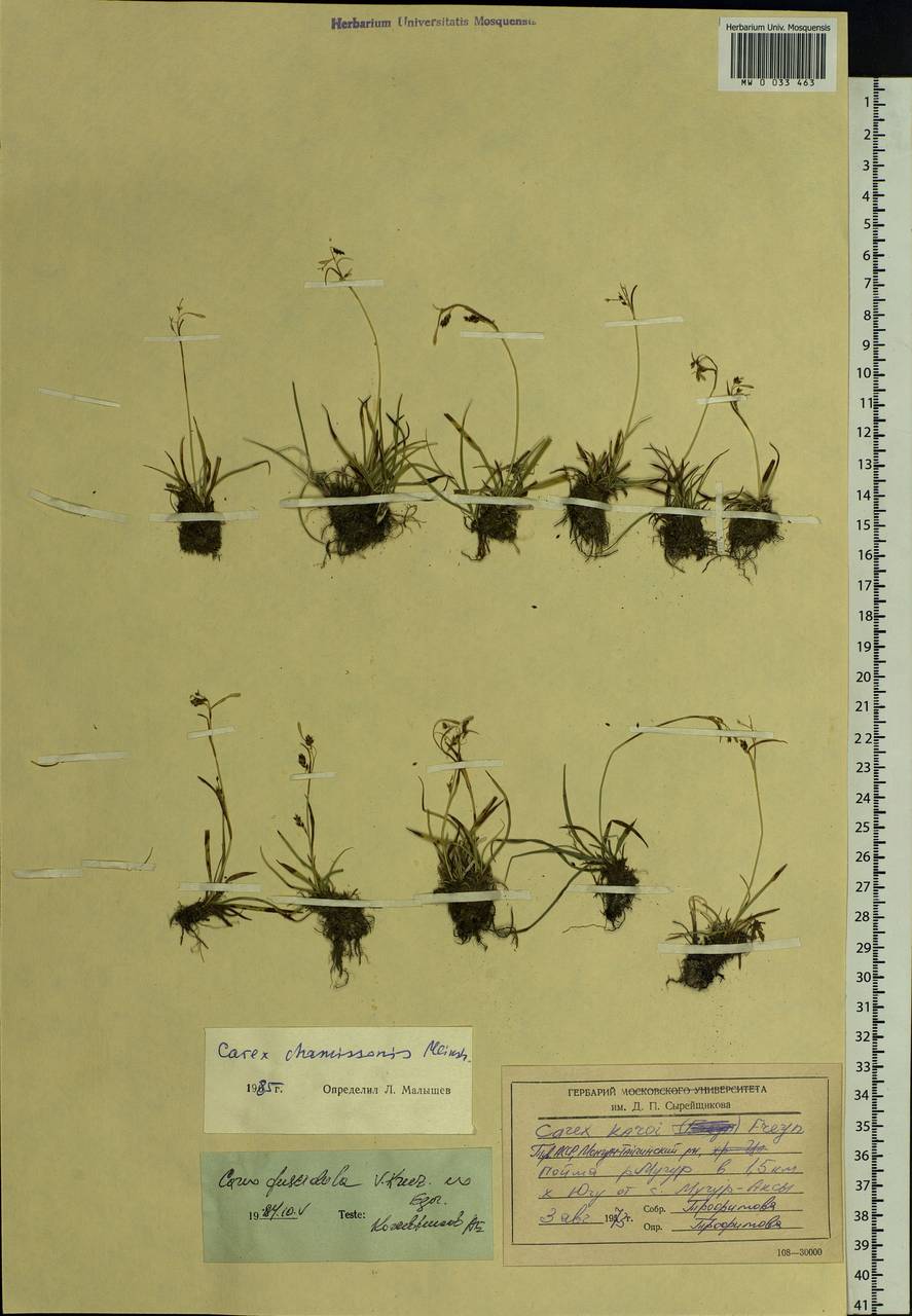 Carex delicata C.B.Clarke, Siberia, Altai & Sayany Mountains (S2) (Russia)
