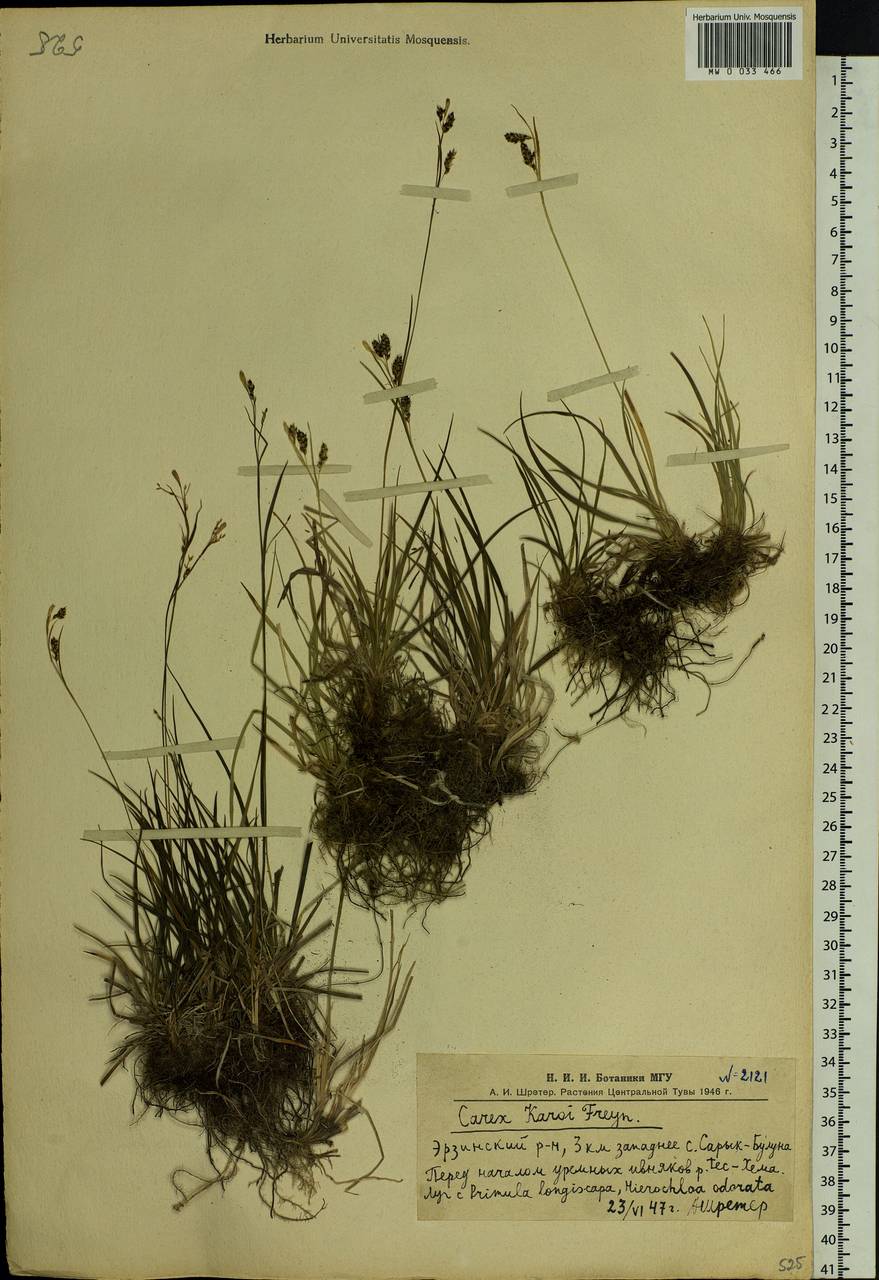 Carex delicata C.B.Clarke, Siberia, Altai & Sayany Mountains (S2) (Russia)