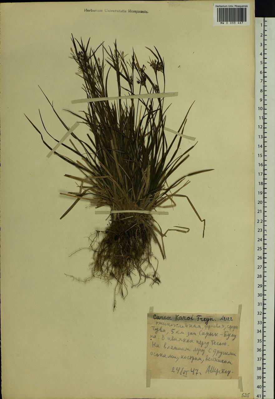 Carex delicata C.B.Clarke, Siberia, Altai & Sayany Mountains (S2) (Russia)