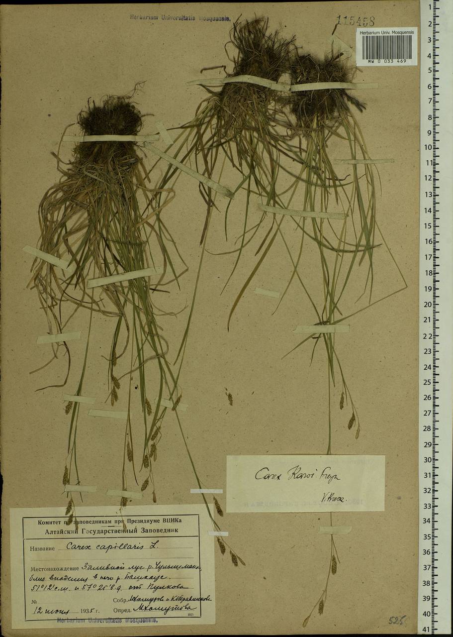 Carex delicata C.B.Clarke, Siberia, Altai & Sayany Mountains (S2) (Russia)