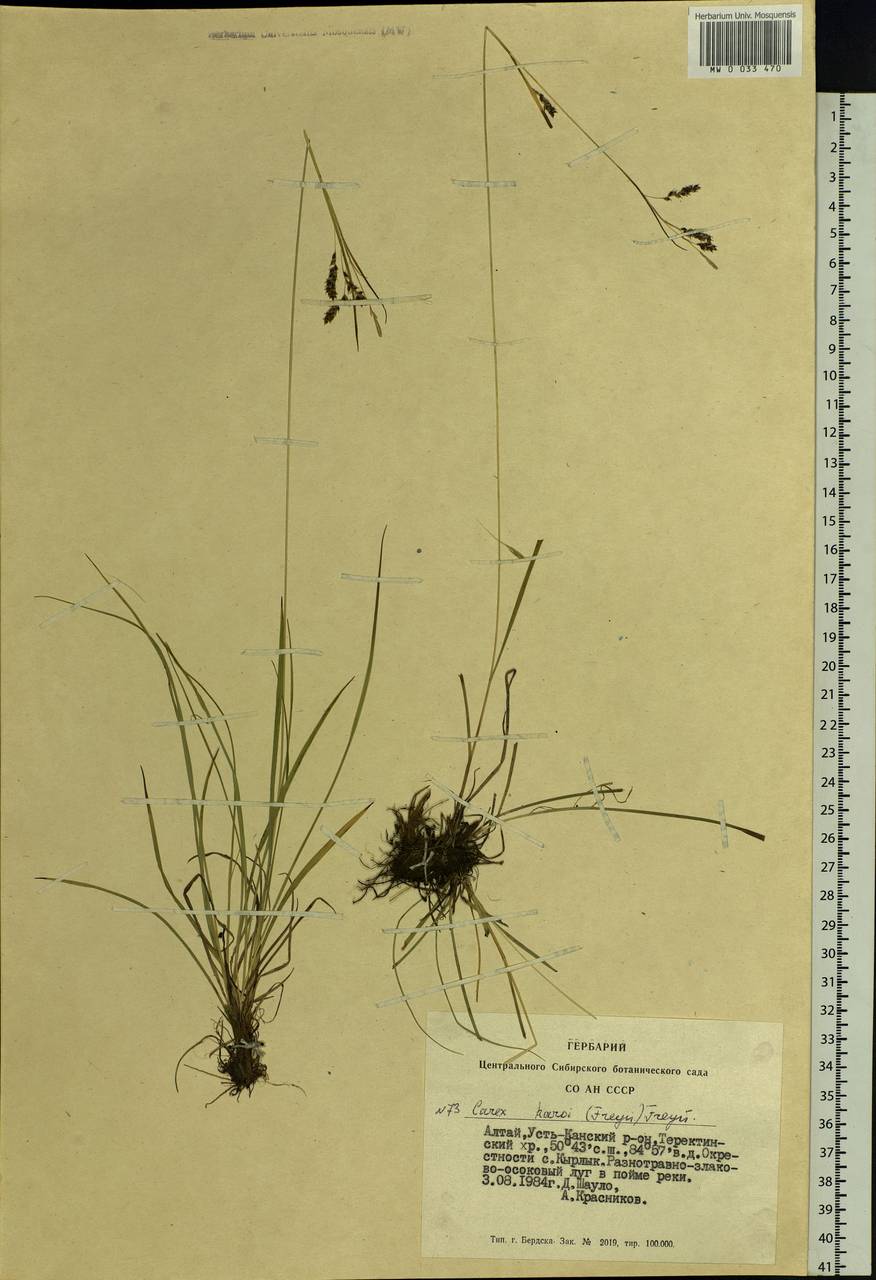 Carex delicata C.B.Clarke, Siberia, Altai & Sayany Mountains (S2) (Russia)