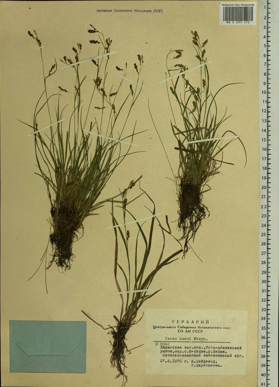 Carex delicata C.B.Clarke, Siberia, Altai & Sayany Mountains (S2) (Russia)