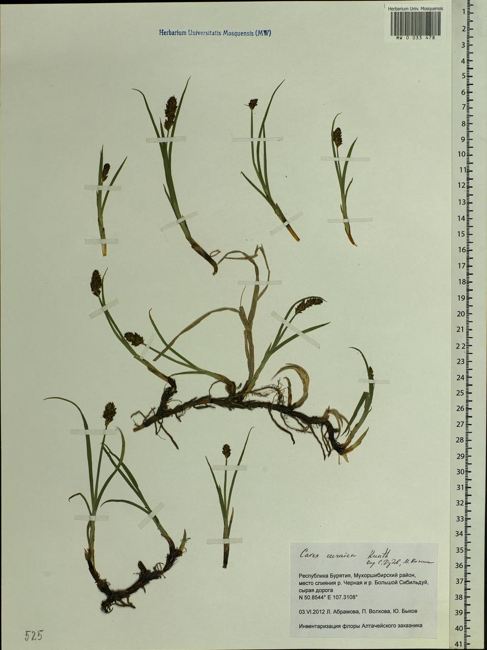 Carex curaica Kunth, Siberia, Baikal & Transbaikal region (S4) (Russia)
