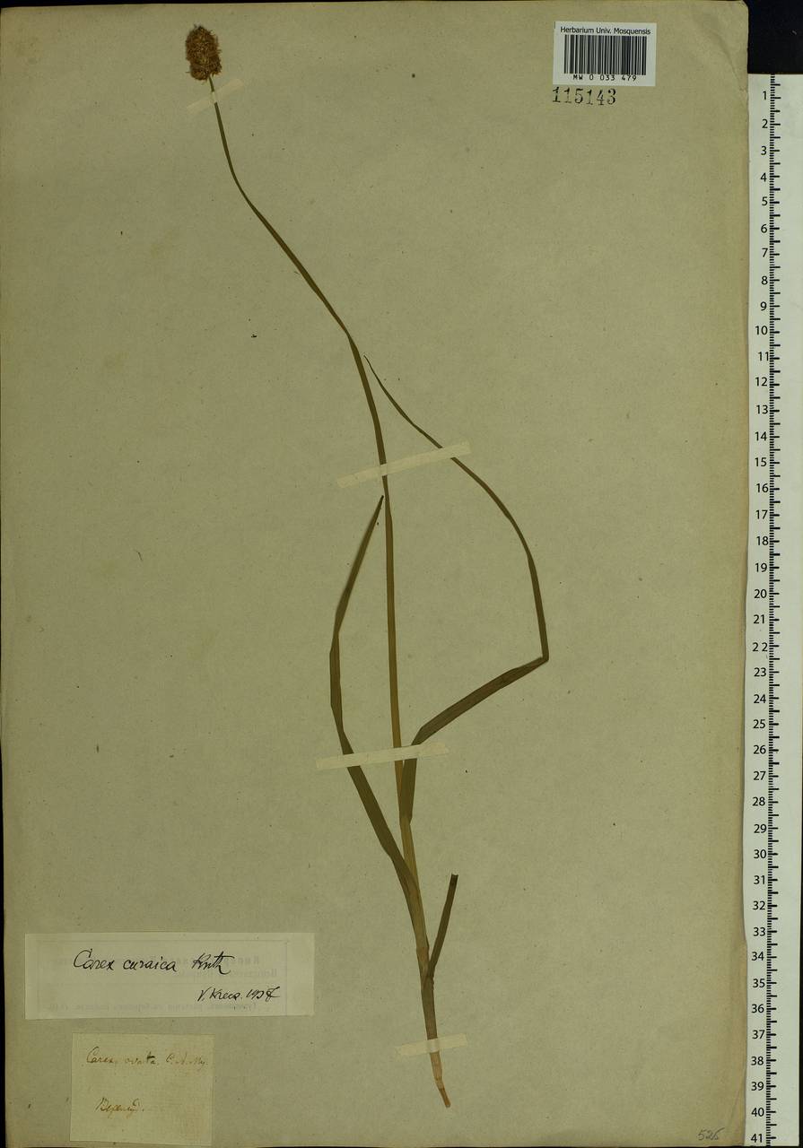 Carex curaica Kunth, Siberia, Baikal & Transbaikal region (S4) (Russia)
