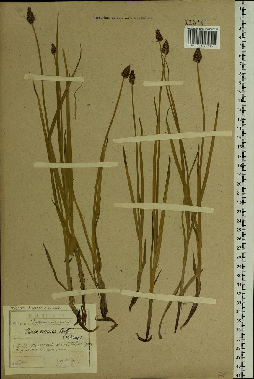 Carex curaica Kunth, Siberia, Baikal & Transbaikal region (S4) (Russia)