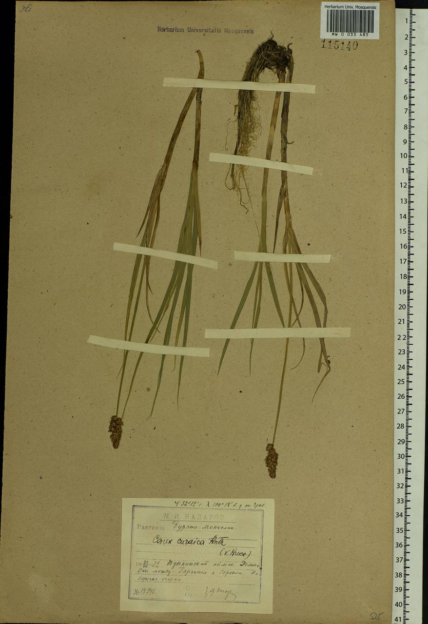 Carex curaica Kunth, Siberia, Baikal & Transbaikal region (S4) (Russia)