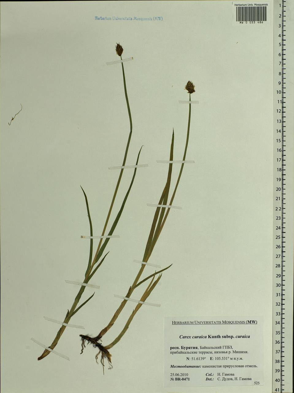 Carex curaica Kunth, Siberia, Baikal & Transbaikal region (S4) (Russia)