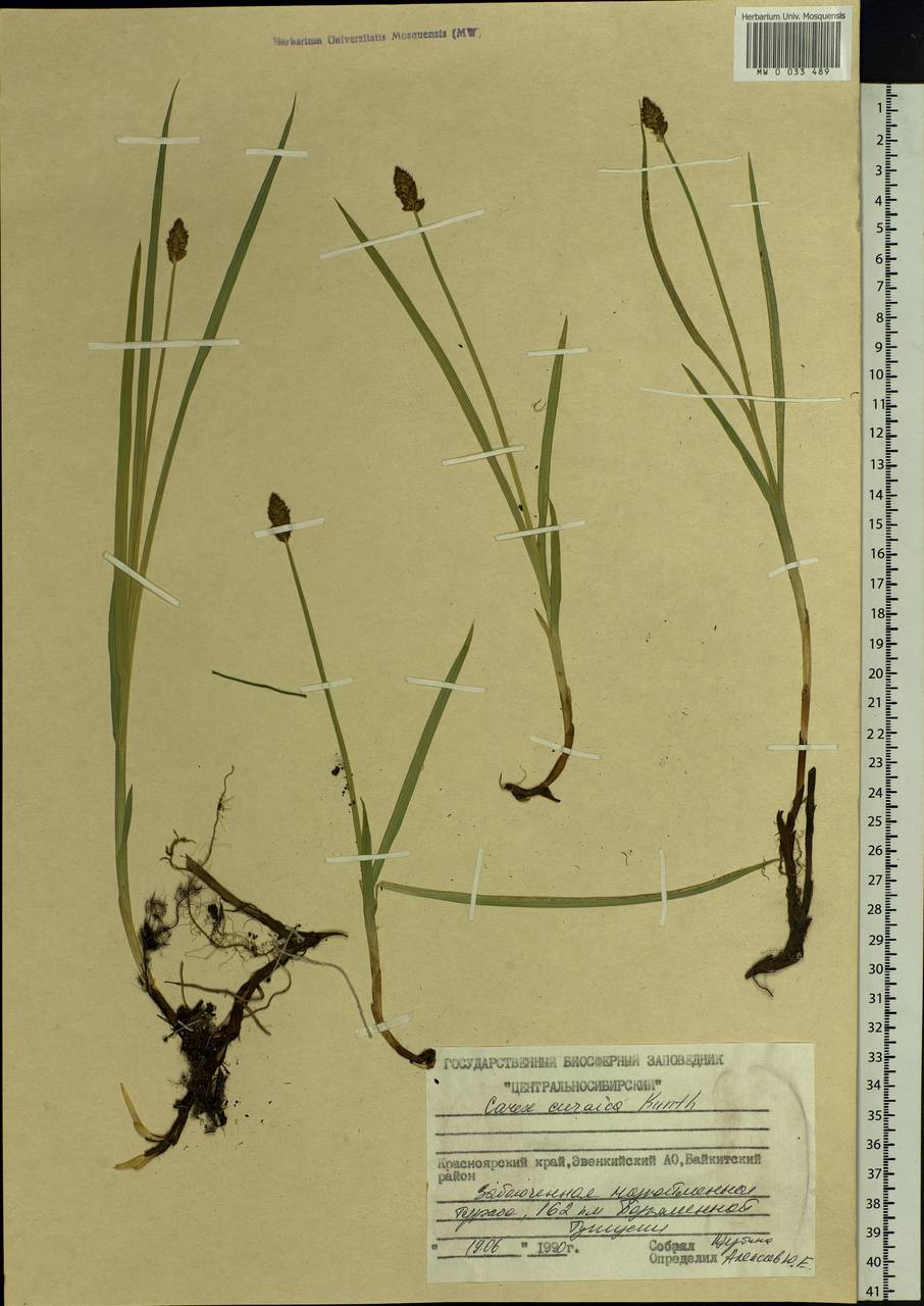 Carex curaica Kunth, Siberia, Central Siberia (S3) (Russia)