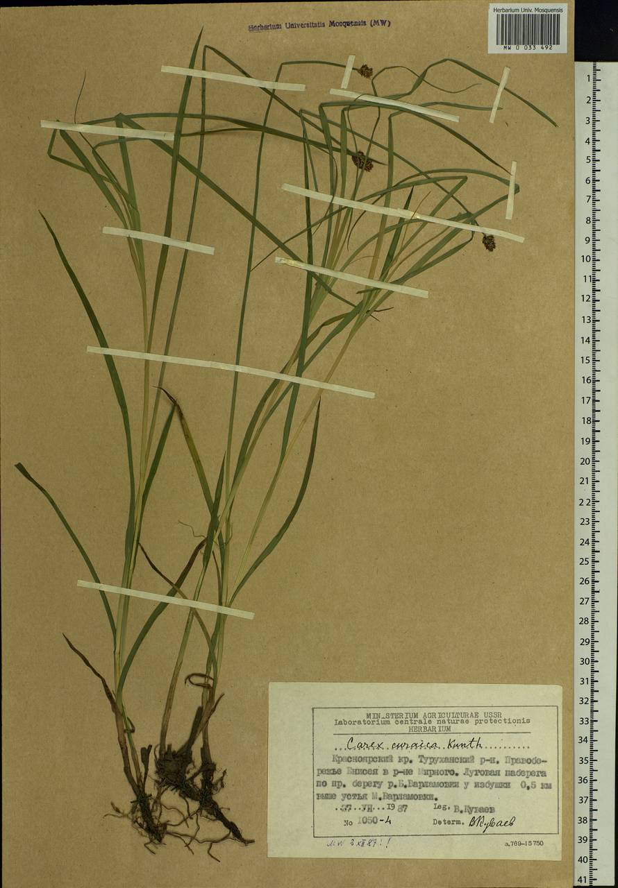Carex curaica Kunth, Siberia, Central Siberia (S3) (Russia)