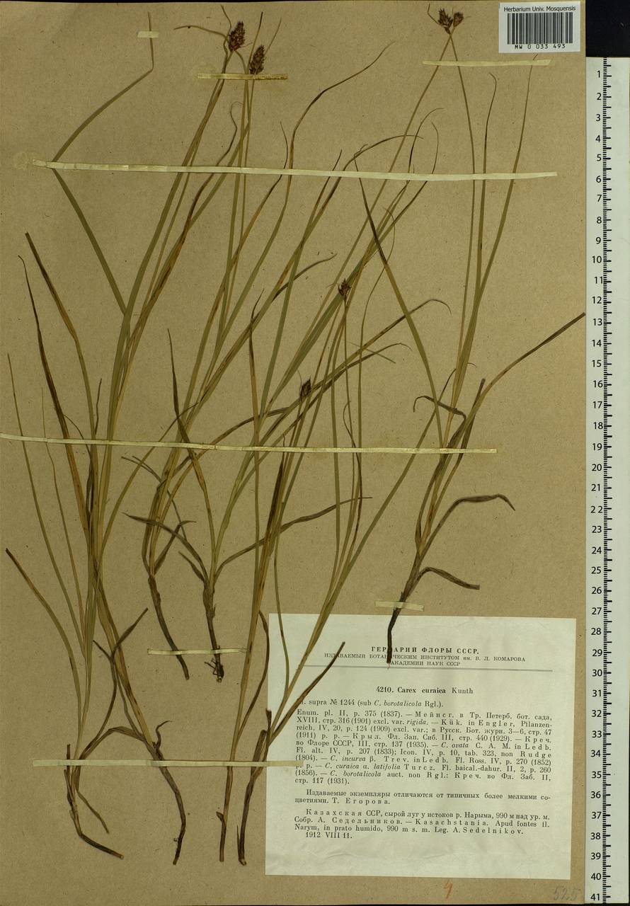 Carex curaica Kunth, Siberia, Western (Kazakhstan) Altai Mountains (S2a) (Kazakhstan)