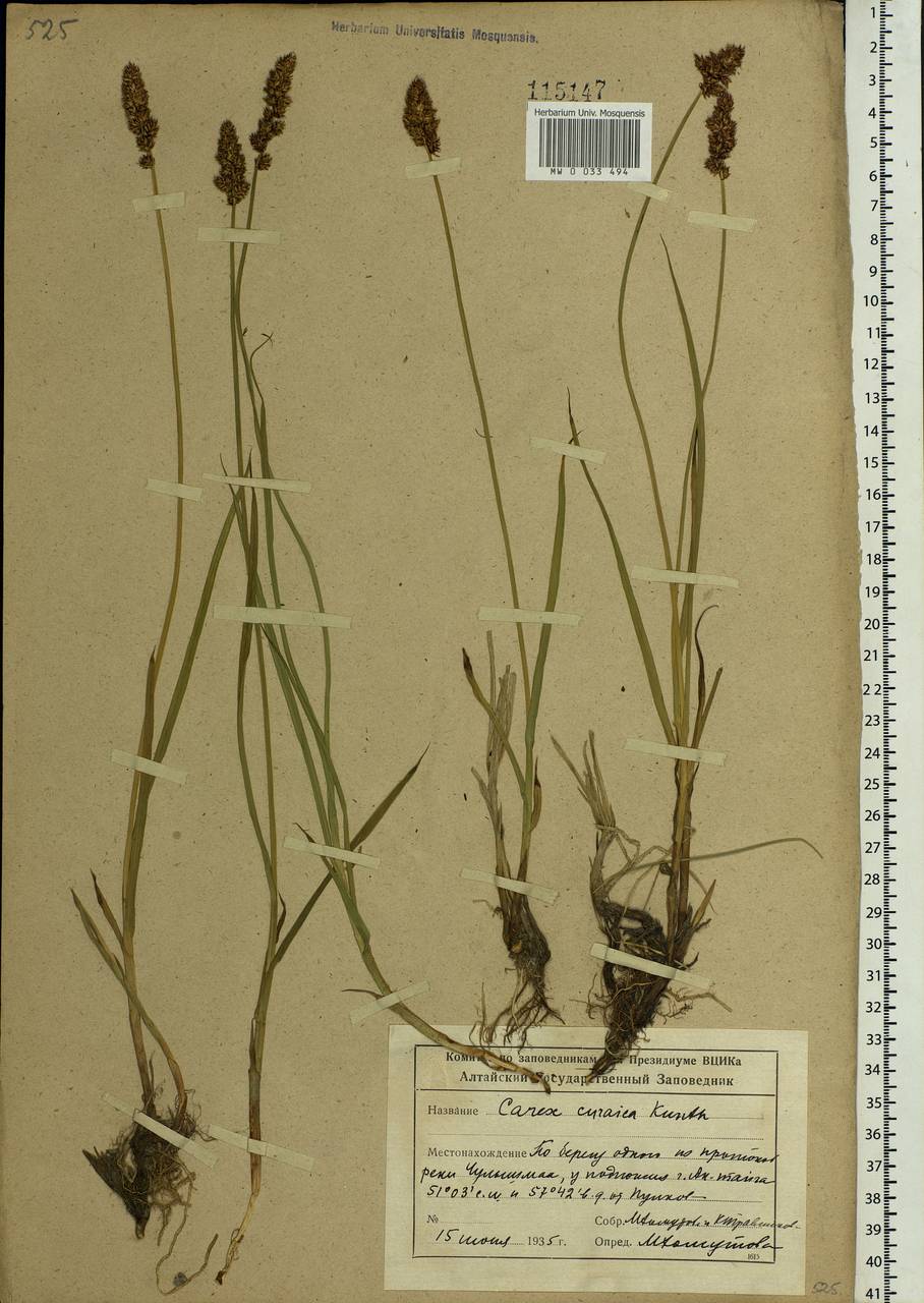 Carex curaica Kunth, Siberia, Altai & Sayany Mountains (S2) (Russia)