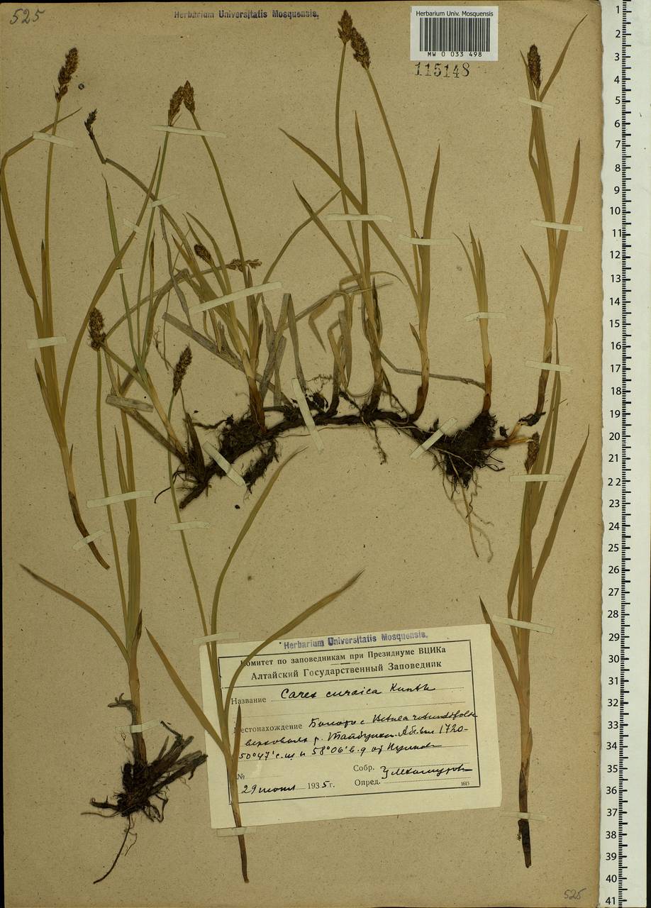 Carex curaica Kunth, Siberia, Altai & Sayany Mountains (S2) (Russia)