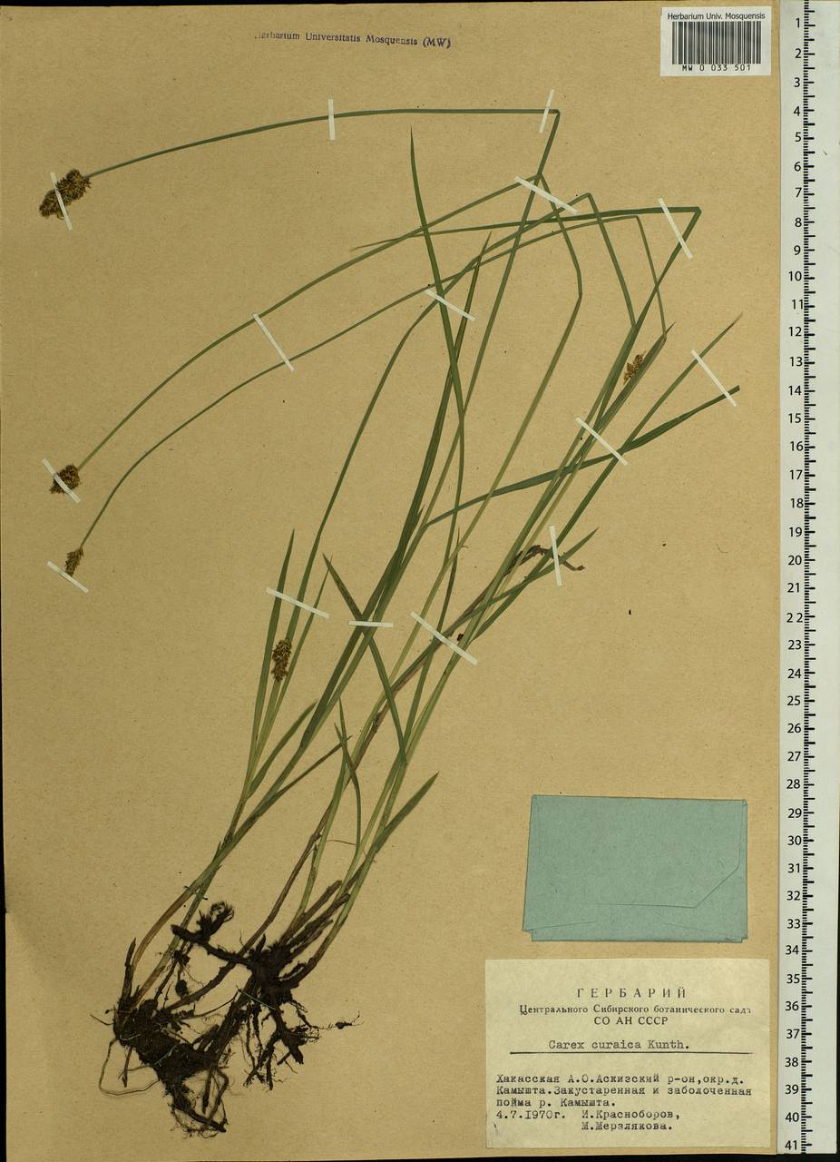 Carex curaica Kunth, Siberia, Altai & Sayany Mountains (S2) (Russia)