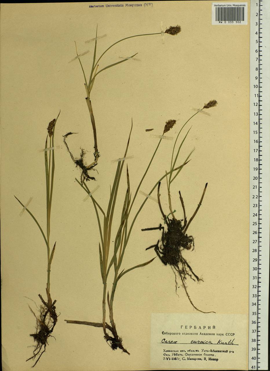 Carex curaica Kunth, Siberia, Altai & Sayany Mountains (S2) (Russia)