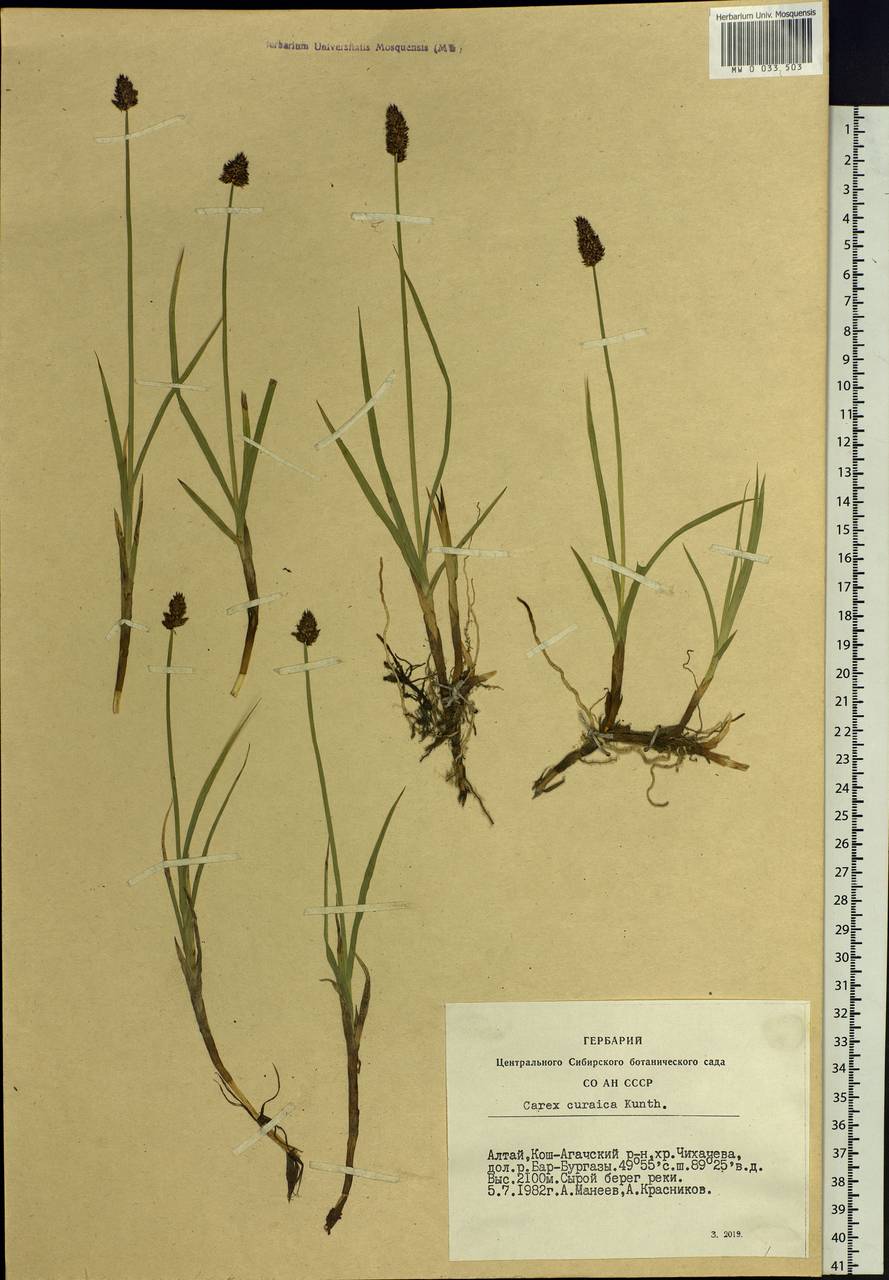 Carex curaica Kunth, Siberia, Altai & Sayany Mountains (S2) (Russia)