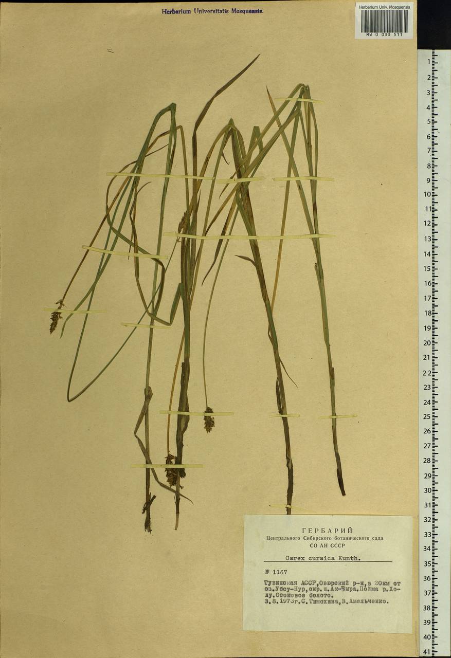 Carex curaica Kunth, Siberia, Altai & Sayany Mountains (S2) (Russia)