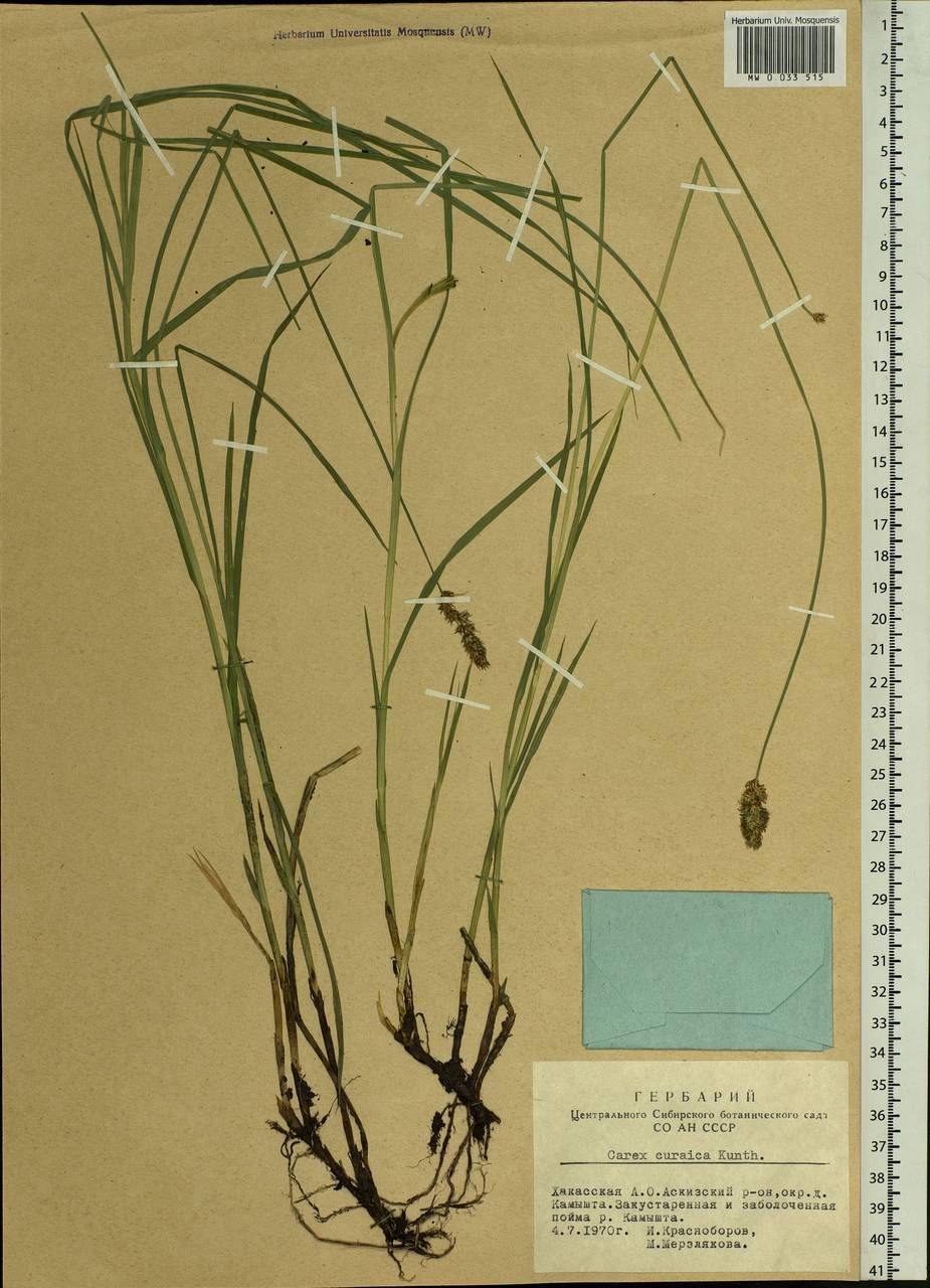 Carex curaica Kunth, Siberia, Altai & Sayany Mountains (S2) (Russia)