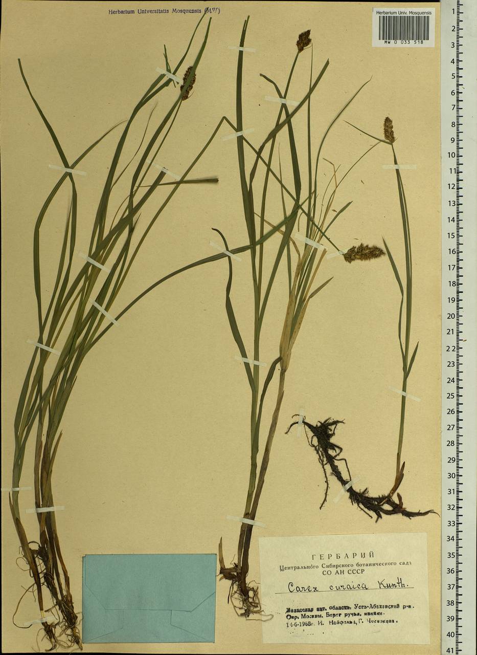 Carex curaica Kunth, Siberia, Altai & Sayany Mountains (S2) (Russia)