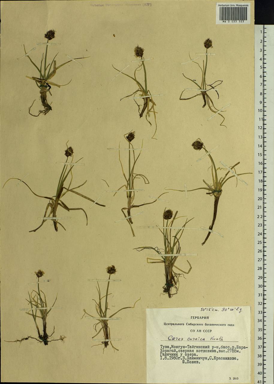 Carex curaica Kunth, Siberia, Altai & Sayany Mountains (S2) (Russia)