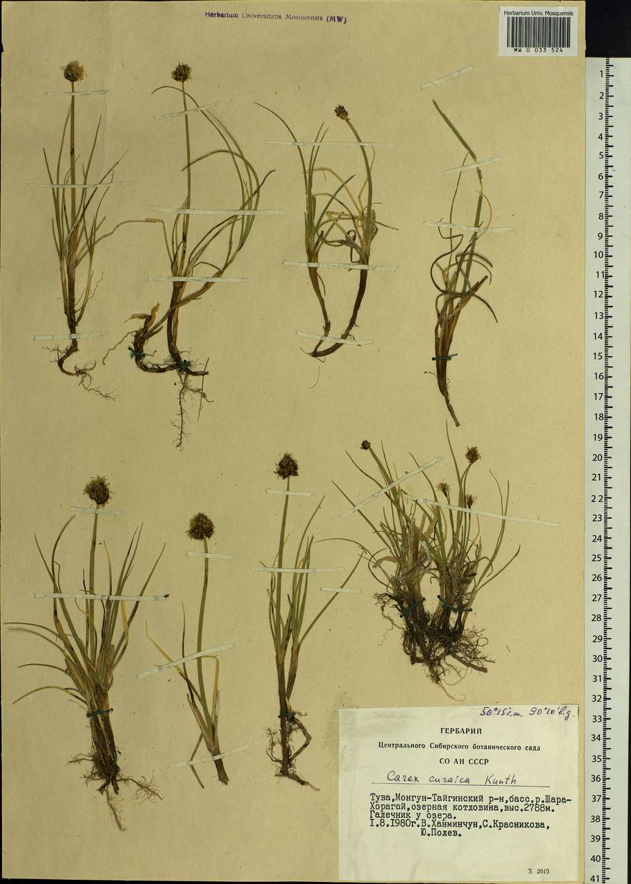 Carex curaica Kunth, Siberia, Altai & Sayany Mountains (S2) (Russia)