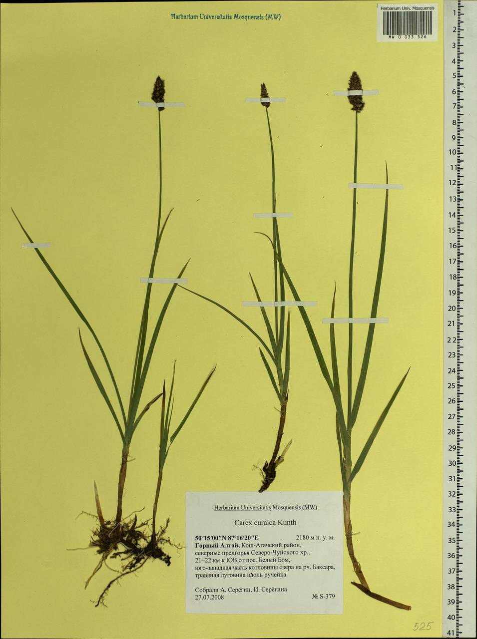 Carex curaica Kunth, Siberia, Altai & Sayany Mountains (S2) (Russia)