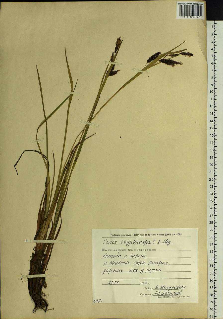Carex lyngbyei Hornem., Siberia, Chukotka & Kamchatka (S7) (Russia)