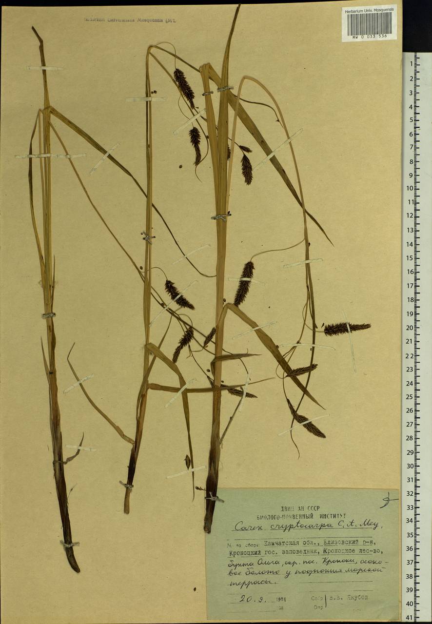 Carex lyngbyei Hornem., Siberia, Chukotka & Kamchatka (S7) (Russia)
