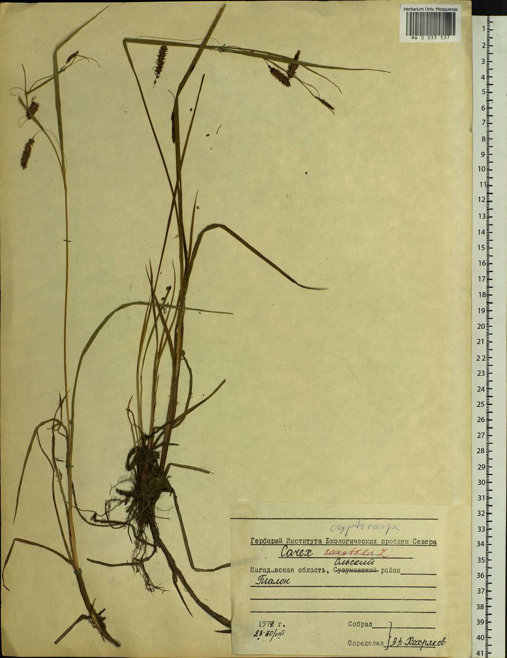 Carex lyngbyei Hornem., Siberia, Chukotka & Kamchatka (S7) (Russia)