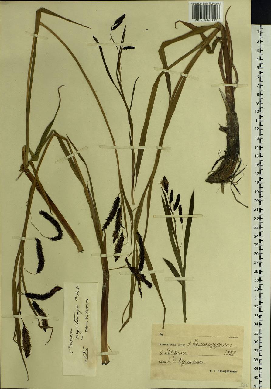 Carex lyngbyei Hornem., Siberia, Chukotka & Kamchatka (S7) (Russia)