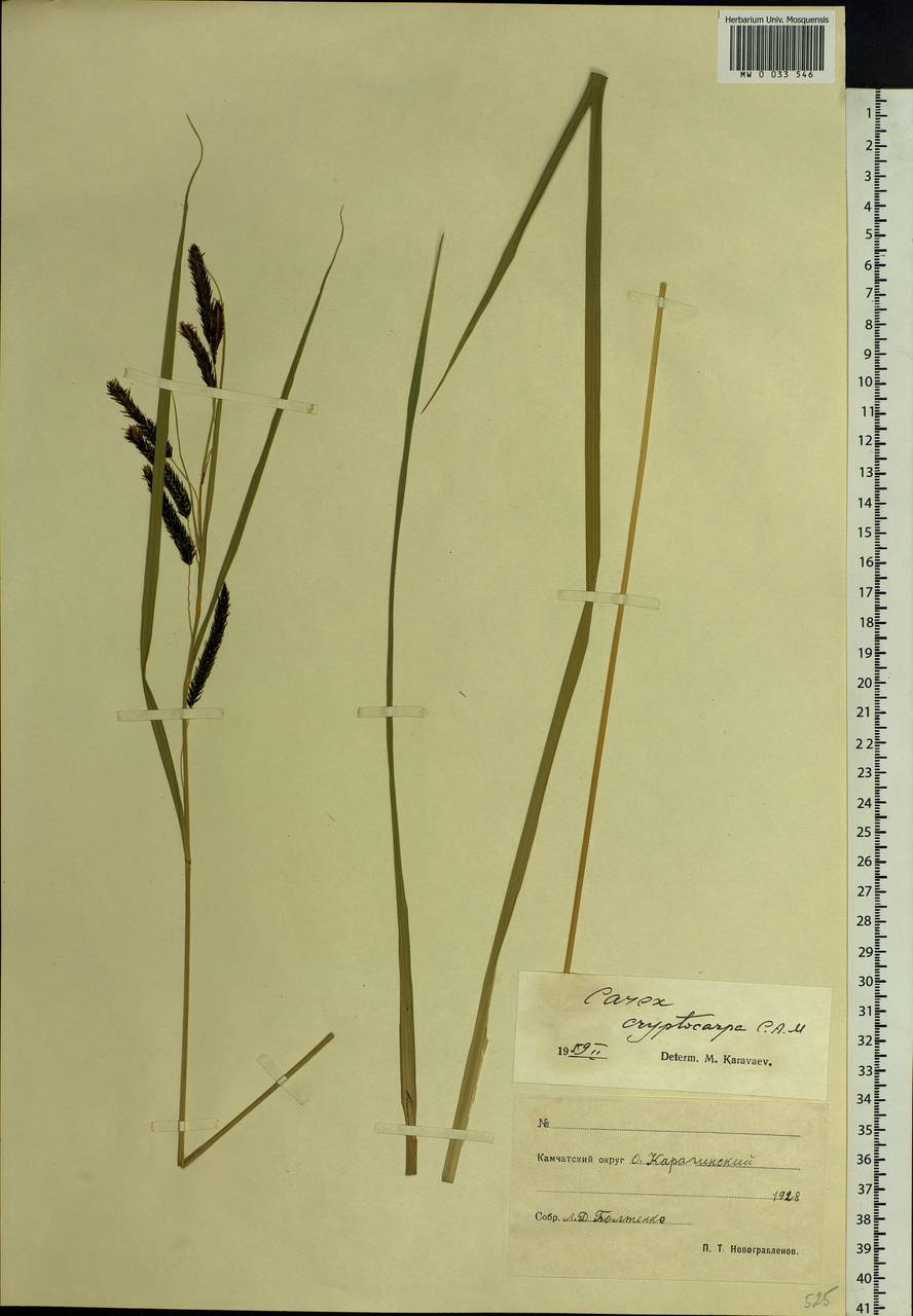 Carex lyngbyei Hornem., Siberia, Chukotka & Kamchatka (S7) (Russia)