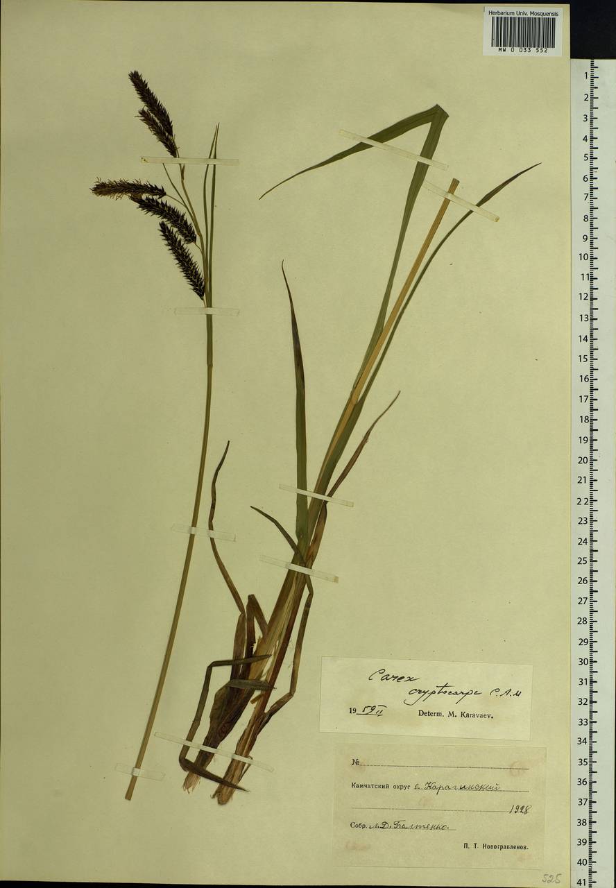 Carex lyngbyei Hornem., Siberia, Chukotka & Kamchatka (S7) (Russia)